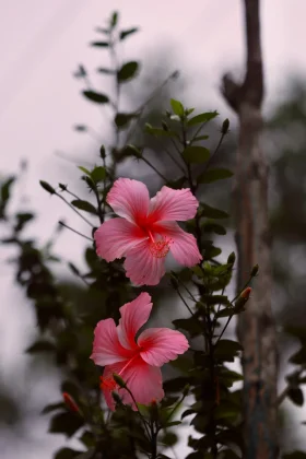 Hibiscus