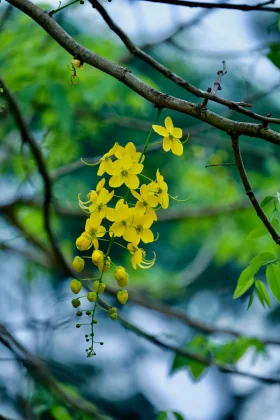 Kanikonna
