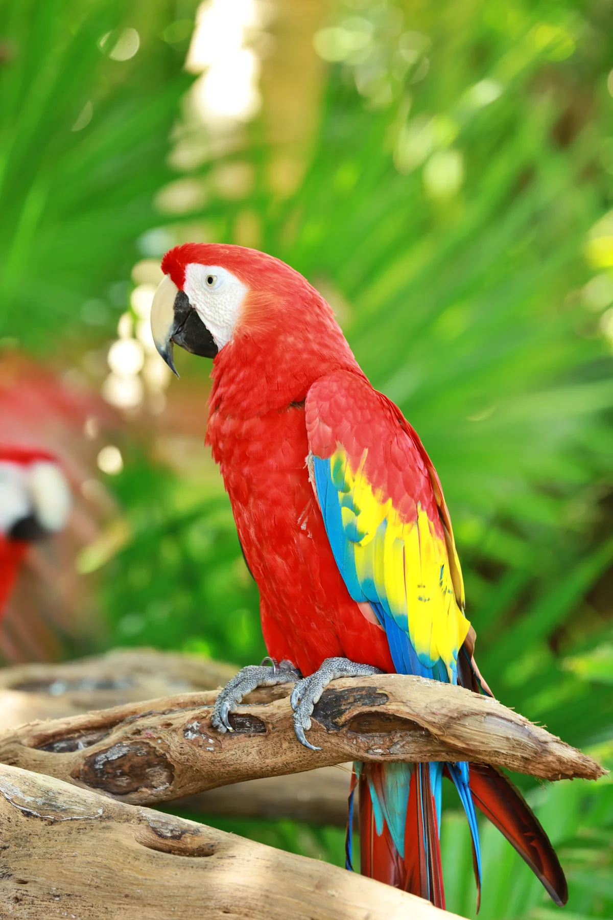 A red, yellow, and blue parrot perched on a branch against green foliage.